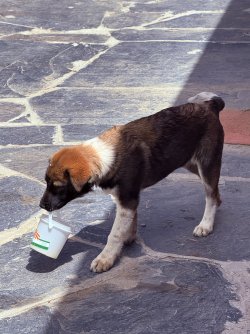 IMG_0198.jpeg