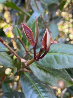 IMG_4683.jpg