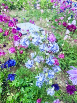 IMG_0284.jpeg