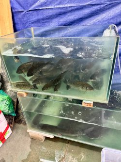IMG_0508.jpeg