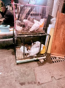 IMG_1070.jpeg