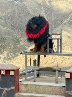 IMG_0559.jpeg