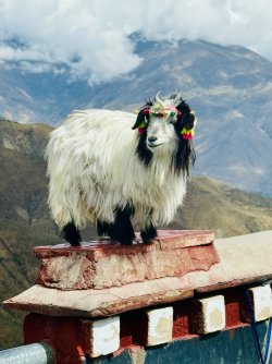 IMG_0550.jpeg