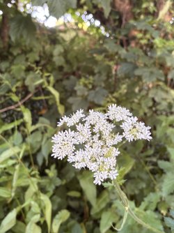 IMG_2729.jpeg