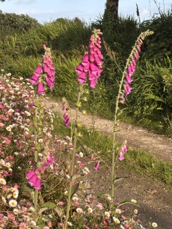 IMG_2733.jpeg
