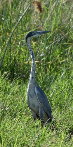 DSC_0078.JPG
