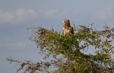 DSC_0082.JPG