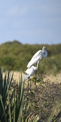 DSC_0083.JPG