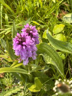IMG_2785.JPG