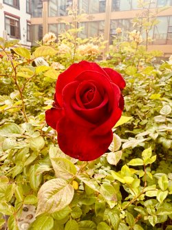 IMG_1117.jpeg
