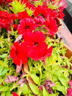 IMG_1199.jpeg