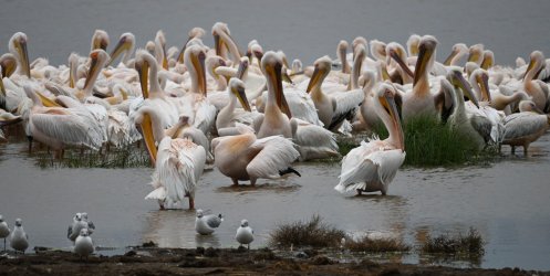 DSC_0424.JPG
