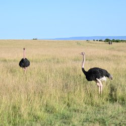 DSC_0530.JPG