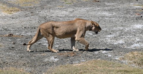 DSC_0746.JPG