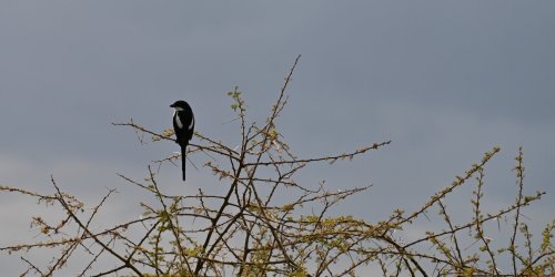 DSC_0833.JPG