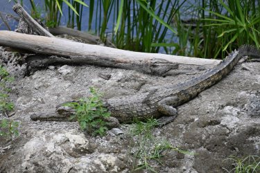 DSC_1067.JPG