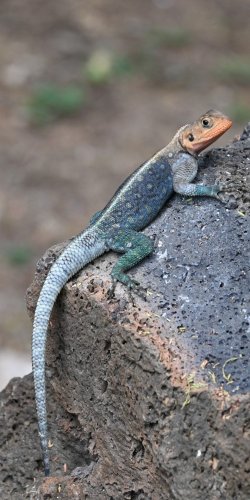 DSC_1068.JPG
