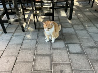 IMG_2093.jpeg