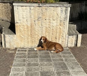 IMG_2475.jpeg