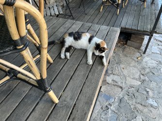 IMG_2867.jpeg