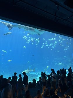 7C98247A-12ED-49C9-A8D9-78F75512A067_1_105_c.jpeg