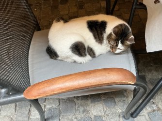 IMG_2996.jpeg
