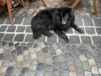 IMG_2997.jpeg