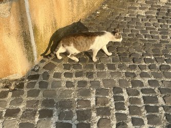 IMG_3050.jpeg