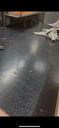 763083F5-779C-4914-AB98-F9571841D9FE_1_105_c.jpeg