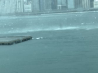IMG_1459.jpeg