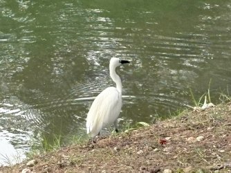 IMG_1599.jpg