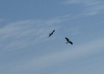 IMG_1872.jpg