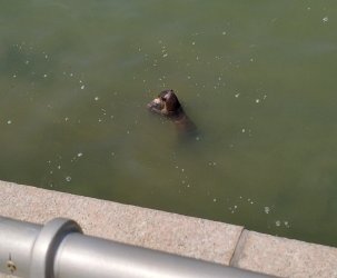 otter.jpg