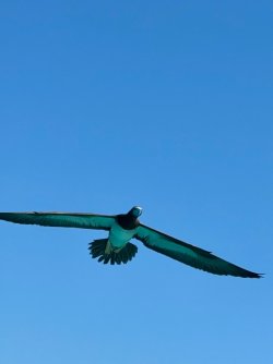 IMG_1250.jpeg
