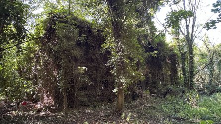 IMG_7597.JPEG