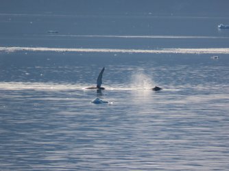 IMG_0333.JPG