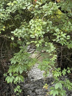 IMG_2498.jpg