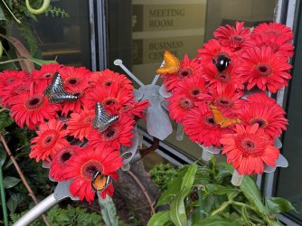 IMG_0098.jpeg