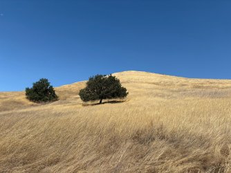 IMG_2486.JPEG
