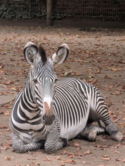 zoo1.jpg