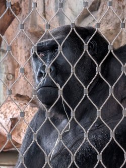 ape.jpg