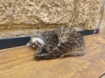 IMG_2206.jpeg