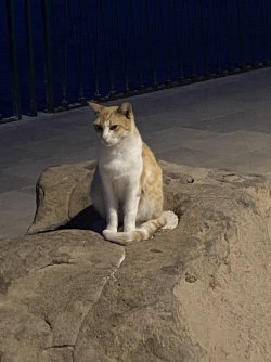 IMG_2119.jpeg