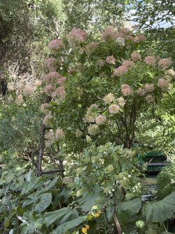 IMG_3253.jpg