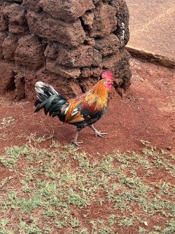 IMG_0204.jpeg
