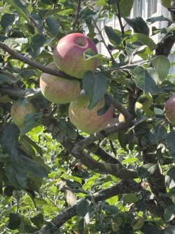 IMG_1028.JPG