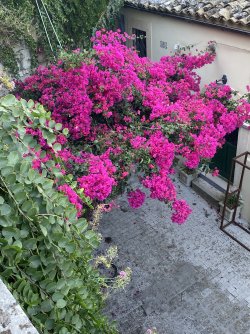 IMG_2290.jpeg