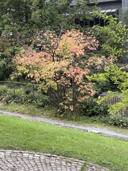 IMG_4727.jpeg