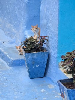 cats.jpg