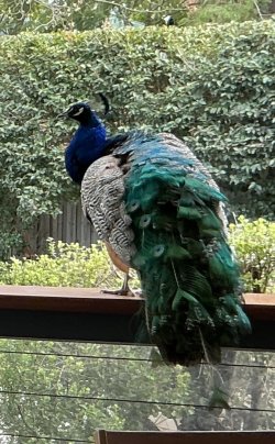 IMG_5069.jpeg